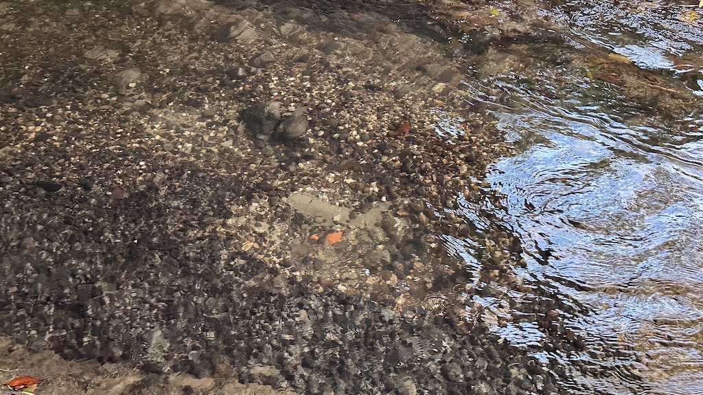 Workshop „Laichgruben von Forellen erkennen & kartieren“